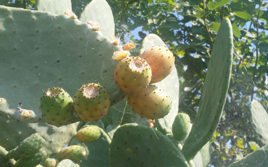 Opuntia ficus indica?